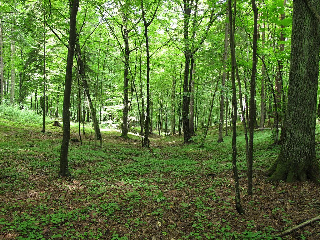 Forest